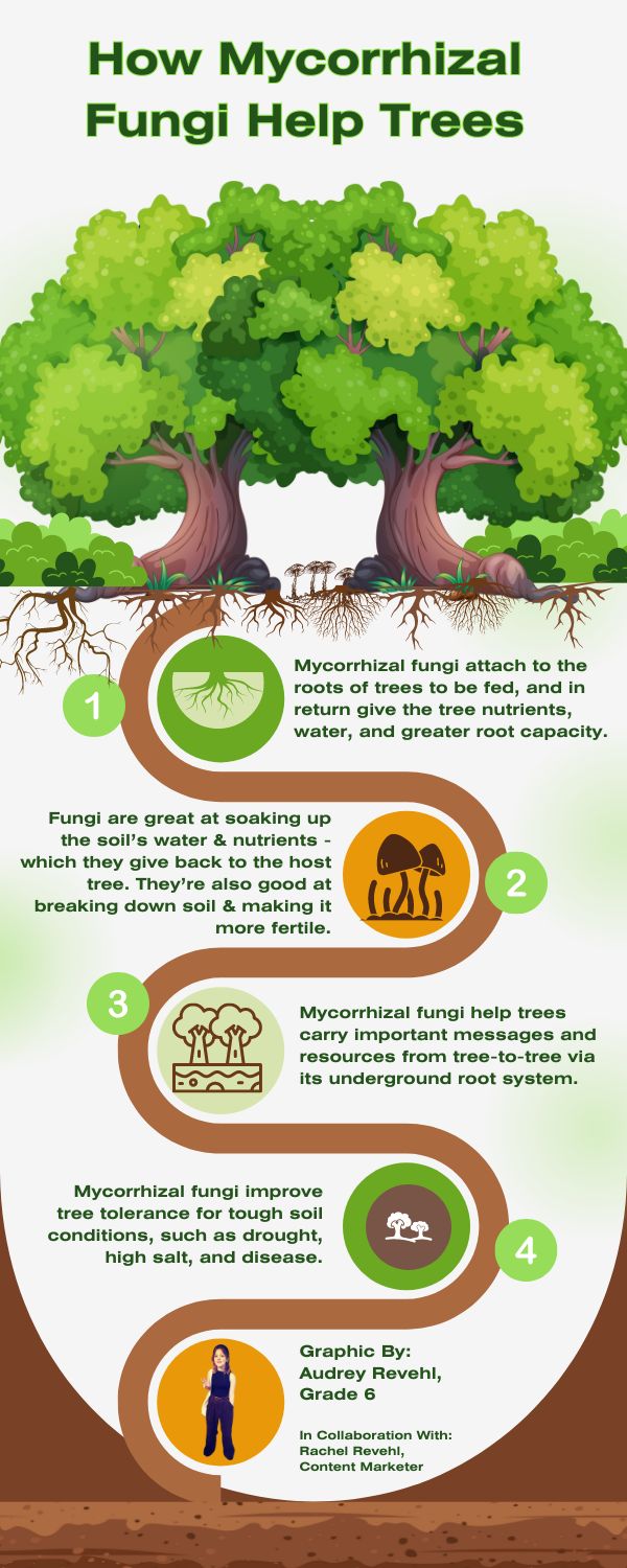 tree talk fungus (600 x 1500 px)