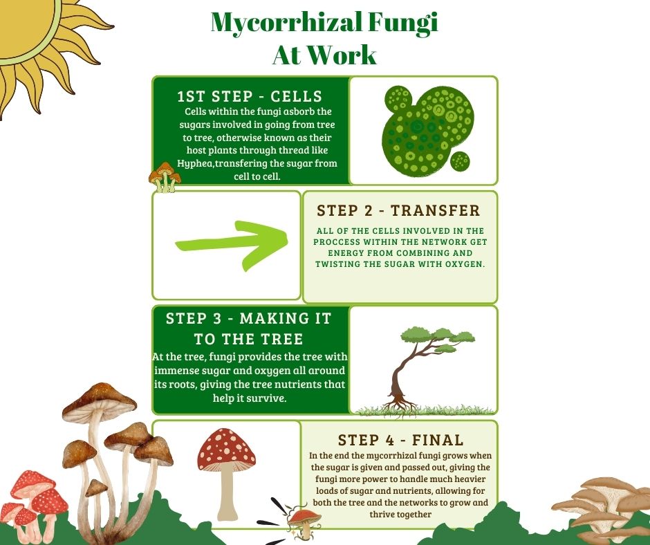 mycorrhizal fungi at work (1)