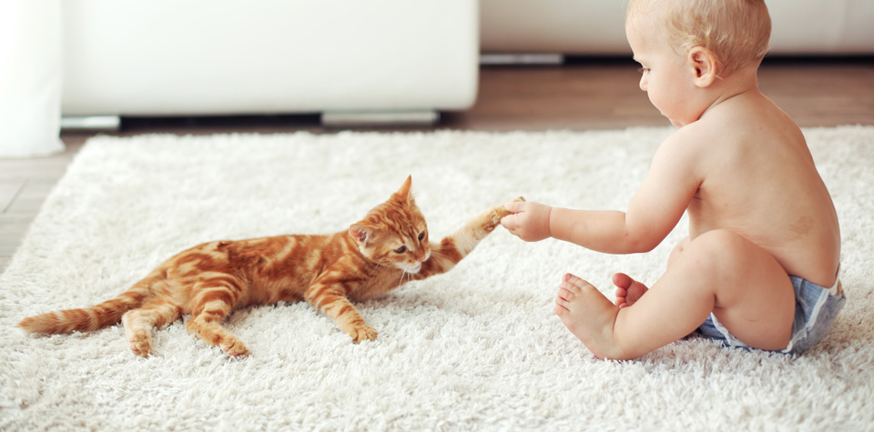 Six Basic Carpet Cleaning Tips